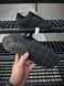 Мужские кроссовки Hugo Boss Parkour черные Хьюго Босс Arm-A291-8 фото 6